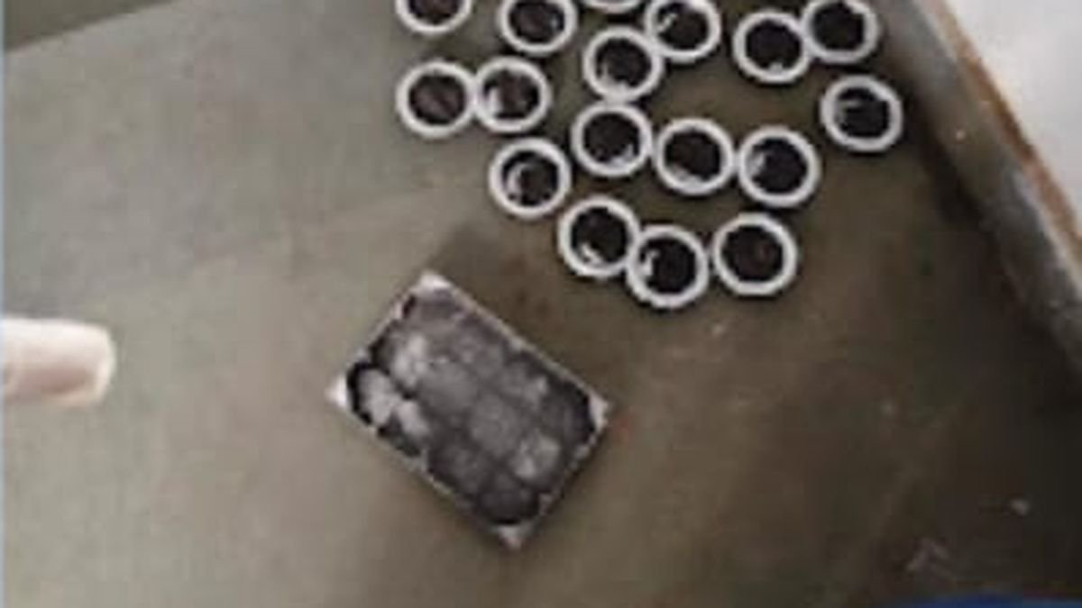 Rodent Proofing for Flats: Keep Rats and Mice Out
