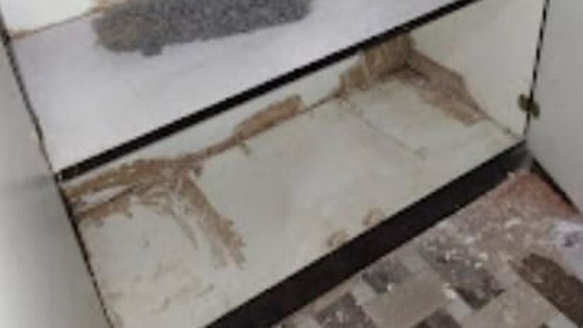 Why Termites Reach the 10th Floor in Indirapuram Societies