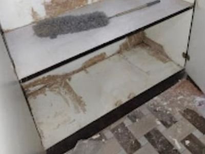 Termite mud tracks and damage inside a cupboard in an Indirapuram flat