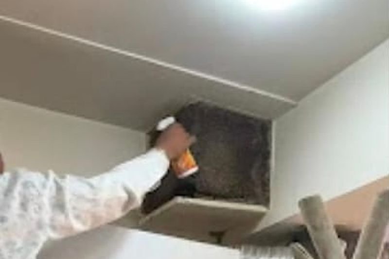 Ant Control treatment carried out by a Jai Bharat Pest Control technician in Indirapuram