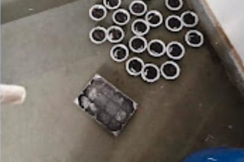 Rodent Control service in Indirapuram by Jai Bharat Pest Control