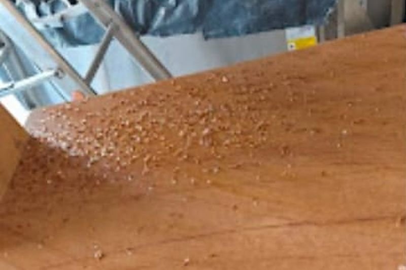 Wood Borer Control service in Indirapuram by Jai Bharat Pest Control